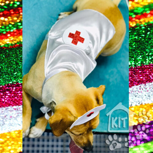 Fantasia de Carnaval - 10 unidades - Image 17