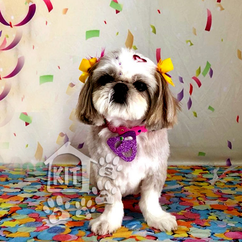Coleira Carnaval - 10 unidades - Imagem 2