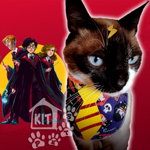 Babador Harry Potter + adesivo - 10 conjuntos