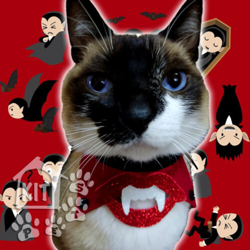 Colarinho Drácula - 10 unidades